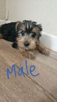 Yorkshire Terrier Puppies for sale in Kenly, NC 27542, USA. price: $1,200