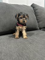 Yorkshire Terrier Puppies for sale in Downey, CA 90240, USA. price: $800