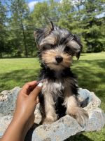 Yorkshire Terrier Puppies for sale in Ashland City, TN 37015, USA. price: $800