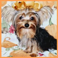 Yorkshire Terrier Puppies for sale in Austin, TX, USA. price: $1,800
