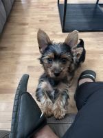 Yorkshire Terrier Puppies for sale in Austin, TX, USA. price: $120,000