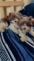 Yorkshire Terrier Puppies for sale in Hastings, NE, USA. price: $2,500
