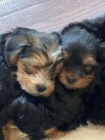 Yorkshire Terrier Puppies for sale in Sandwich, IL, USA. price: $1,000