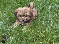 Yorkshire Terrier Puppies for sale in Spotsylvania Courthouse, VA, USA. price: $1,500