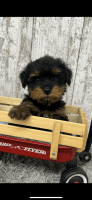 Yorkshire Terrier Puppies for sale in Peebles, OH 45660, USA. price: $900