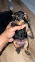 Yorkshire Terrier Puppies for sale in Baton Rouge, LA, USA. price: $1,500