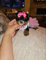 Yorkshire Terrier Puppies for sale in Dallas, TX, USA. price: $2,500