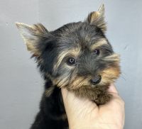 Yorkshire Terrier Puppies for sale in Hyannis, Barnstable, MA 02601, USA. price: $1,950