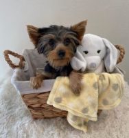 Yorkshire Terrier Puppies for sale in Woodfield Mall, Schaumburg, IL 60173, USA. price: $2,500
