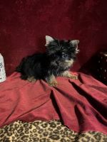 Yorkshire Terrier Puppies for sale in New Orleans, LA, USA. price: $1,500