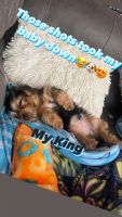 Yorkshire Terrier Puppies for sale in Grove City, OH, USA. price: $1,000