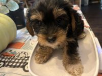Yorkshire Terrier Puppies for sale in Martinsville, IN 46151, USA. price: $1,200