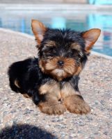 Yorkshire Terrier Puppies for sale in New Orleans, LA, USA. price: $800
