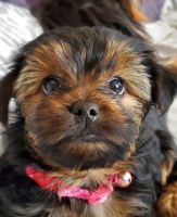 Yorkshire Terrier Puppies for sale in Durham, ON, Canada. price: $2,200
