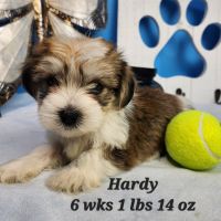 Yorkshire Terrier Puppies for sale in Stuart, NE 68780, USA. price: $800