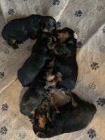 Yorkshire Terrier Puppies for sale in Upper Marlboro, MD 20772, USA. price: $1,850
