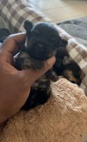 Yorkshire Terrier Puppies for sale in Killeen, TX, USA. price: $2,500