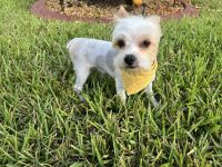 Yorkshire Terrier Puppies for sale in Pembroke Pines, FL, USA. price: $1,200