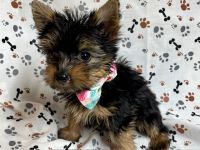Yorkshire Terrier Puppies for sale in Jonestown, TX, USA. price: $1,800