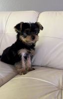Yorkshire Terrier Puppies for sale in Mukilteo, WA, USA. price: $2,500
