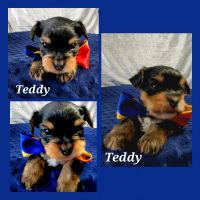 Yorkshire Terrier Puppies for sale in Missouri City, TX, USA. price: $1,500