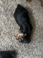 Yorkshire Terrier Puppies for sale in Duluth, GA, USA. price: $400