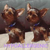 Yorkshire Terrier Puppies for sale in Phoenix, AZ, USA. price: $700