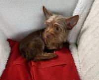 Yorkshire Terrier Puppies for sale in Downey, CA, USA. price: $1,000