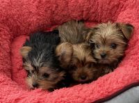 Yorkshire Terrier Puppies for sale in Downey, CA, USA. price: $1,900