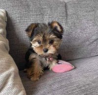 Yorkshire Terrier Puppies for sale in Staunton, IL 62088, USA. price: $1,000
