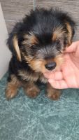 Yorkshire Terrier Puppies for sale in La Crosse, WI, USA. price: $1,200
