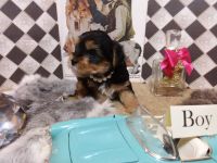 Yorkshire Terrier Puppies for sale in Austin, TX, USA. price: $825