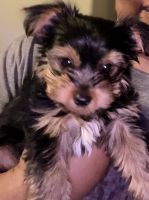 Yorkshire Terrier Puppies for sale in Nashville, TN, USA. price: $1,000