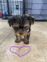 Yorkshire Terrier Puppies for sale in Upper Marlboro, MD 20772, USA. price: $1,700