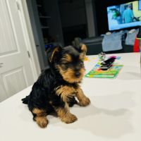 Yorkshire Terrier Puppies for sale in Oakland Park, FL 33309, USA. price: $1,000