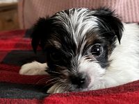 Yorkshire Terrier Puppies for sale in Yakima, WA, USA. price: NA
