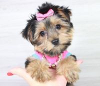 Yorkshire Terrier Puppies for sale in Los Angeles, CA, USA. price: $2,000