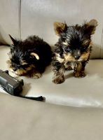Yorkshire Terrier Puppies for sale in Hayward, CA, USA. price: $1,900