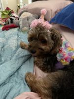 Yorkshire Terrier Puppies for sale in Pooler, GA, USA. price: $600