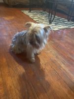 Yorkshire Terrier Puppies for sale in Allendale, SC 29810, USA. price: $1,500