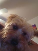 Yorkshire Terrier Puppies for sale in Waukegan, IL, USA. price: $600