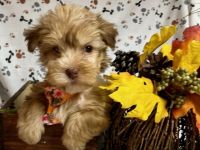 Yorkshire Terrier Puppies for sale in Jonestown, TX, USA. price: $950