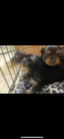 Yorkshire Terrier Puppies for sale in Burlington, KY 41005, USA. price: $1,500