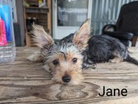 Yorkshire Terrier Puppies for sale in 2103 Bitter Creek Dr, Austin, TX 78744, USA. price: $700