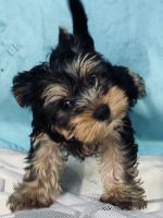 Yorkshire Terrier Puppies for sale in Fayetteville, NC, USA. price: $1,350