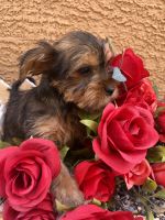 Yorkshire Terrier Puppies for sale in Surprise, AZ, USA. price: $1,500