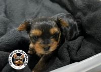 Yorkshire Terrier Puppies for sale in Naperville, IL, USA. price: $3,000