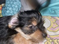 Yorkshire Terrier Puppies for sale in Chicago, IL, USA. price: $2,000