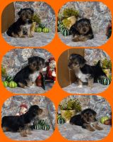 Yorkshire Terrier Puppies for sale in Milan, MO 63556, USA. price: $650