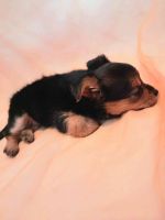 Yorkshire Terrier Puppies for sale in Baltimore, MD, USA. price: $2,100